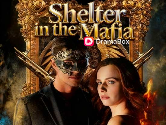 Shelter in the Mafia Watch Online Free: When Love Becomes the Most Dangerous Sanctuary