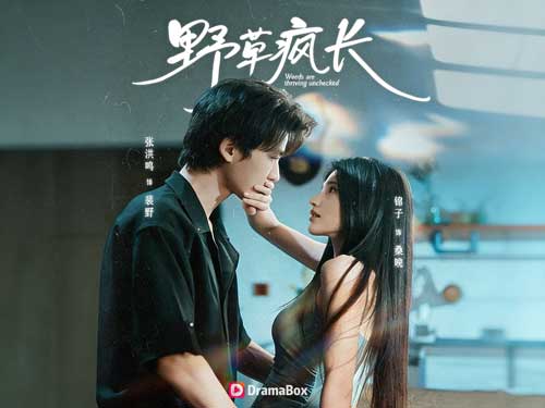 野草瘋長時線上看最新短劇：當命運把兩個人困在同一屋簷下，愛情就像野草一樣失控生長