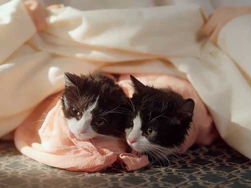 แมวน้อยของฮองเฮา(พากย์ไทย): แฟนตาซีที่ผสานอารมณ์และตัวละครที่มีมิติ