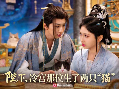 陛下冷宮那位生了兩隻貓短劇全集與演員表
